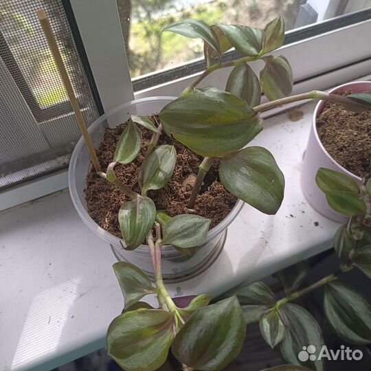 Традесканция, кализия