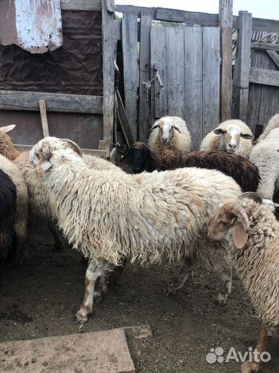 Овцы бараны
