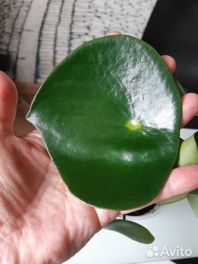 Пеперомия Рейндроп