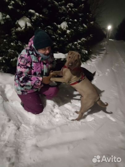 Шарпей в добрые руки