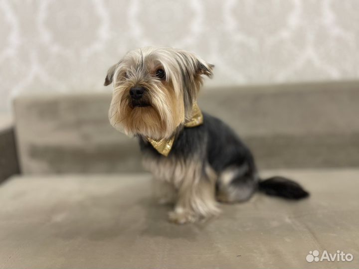 Йоркширский терьер вязка мальчик