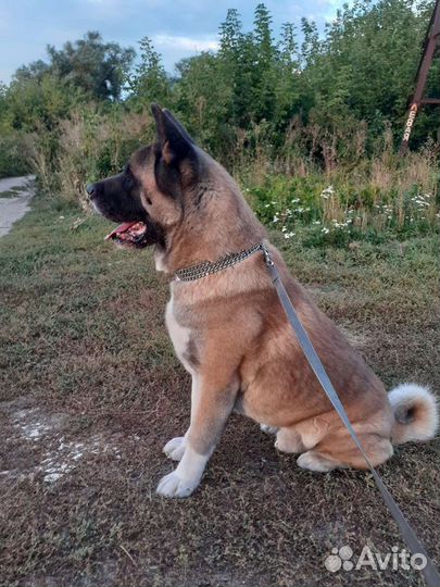 Вязка. Акита