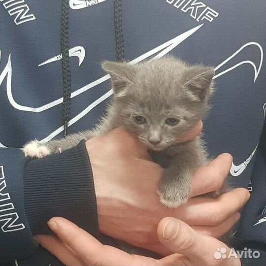 Котенок
