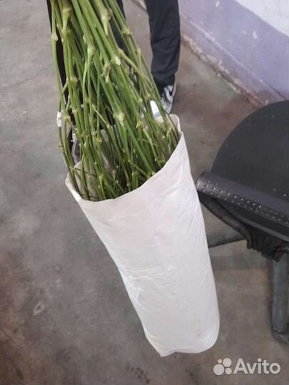 Гипсофила опт