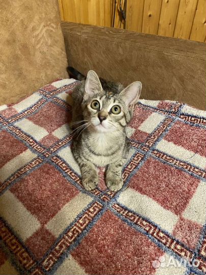 Котята в добрые руки бесплатно