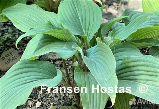 Хосты из своего сада