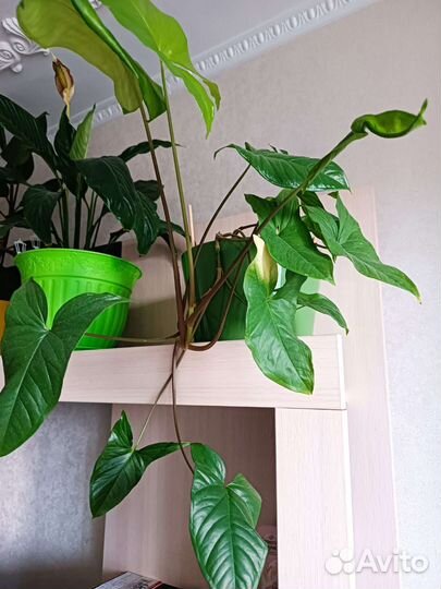 Комнатные цветы разные