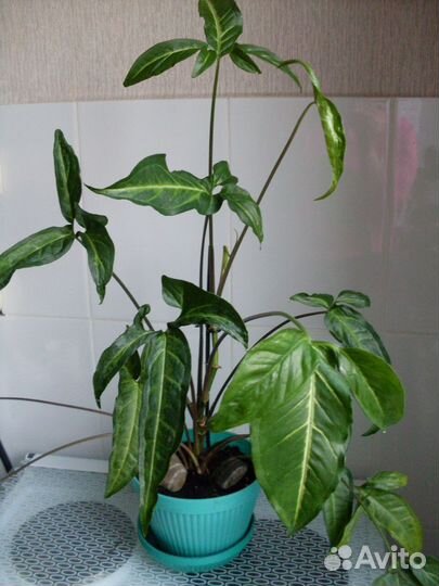 Сингониум ушковый