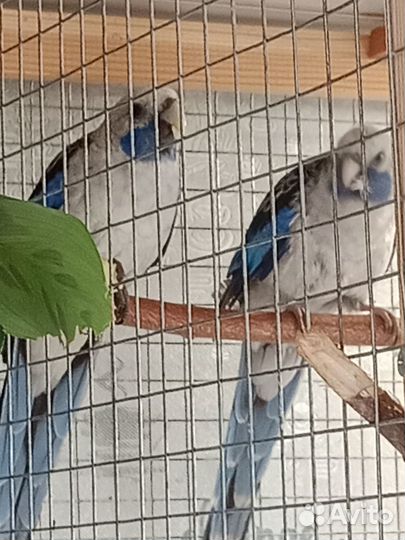 Крупные Розелла Пинантовые