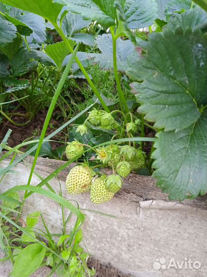 Кусты клубники на весну