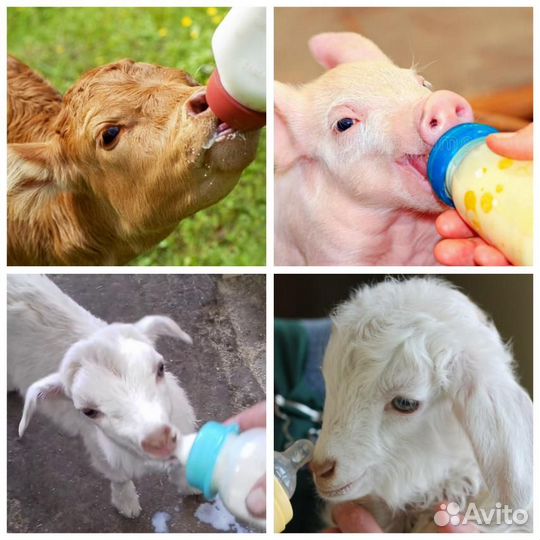 Сухое молоко биолактис 12; 16