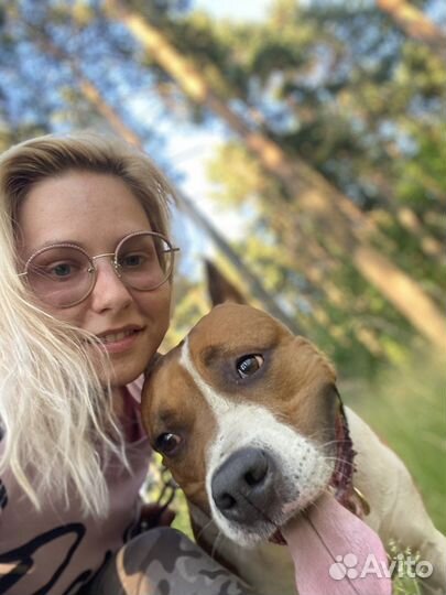 Домашняя Передержка, гостиница для собак