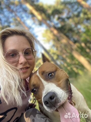 Домашняя Передержка, гостиница для собак