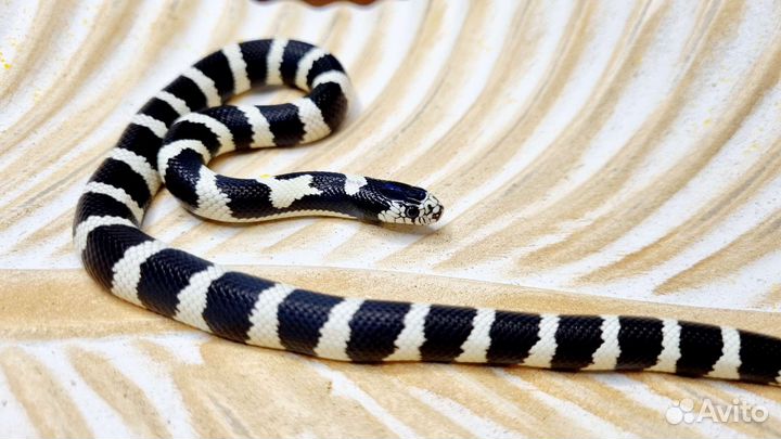 Королевская змея