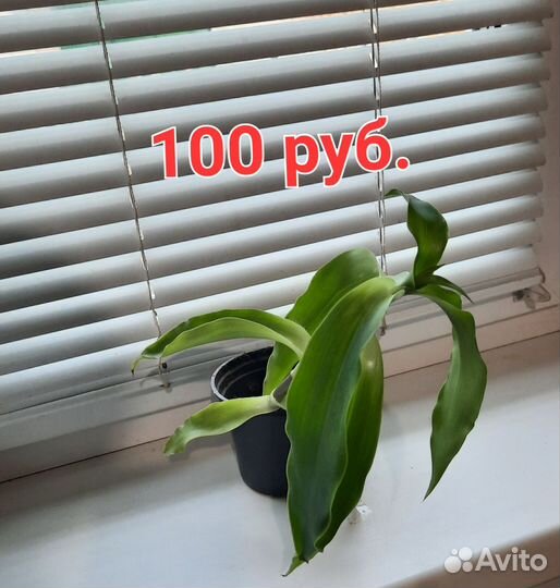 Золотой ус
