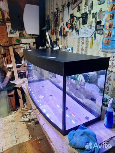 Морская свинка, кролики