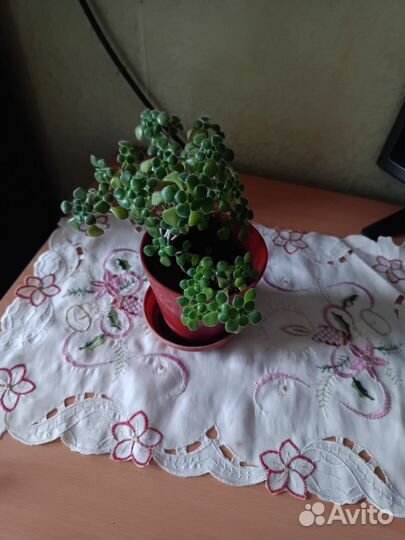 Цветы комнатные