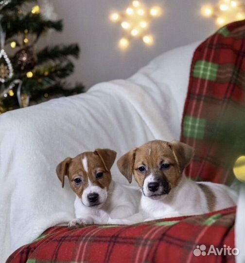 Джек рассел терьер