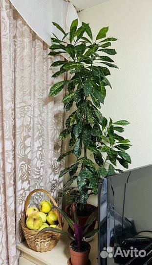 Кодиеум кротон