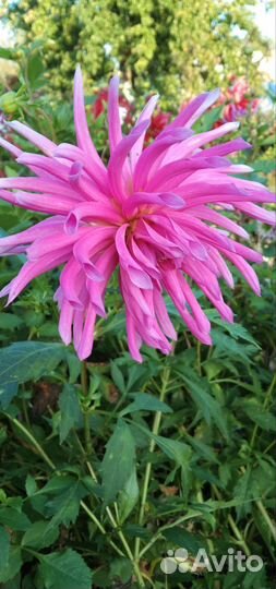 Растения цветы для сада