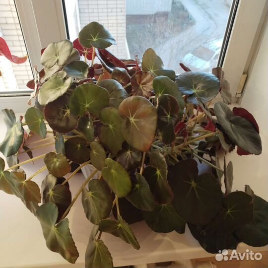 Бегония краснолистная