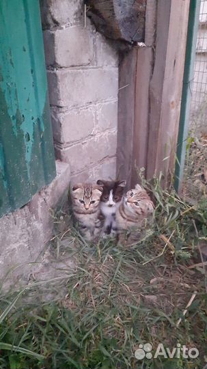 Котята в добрые руки