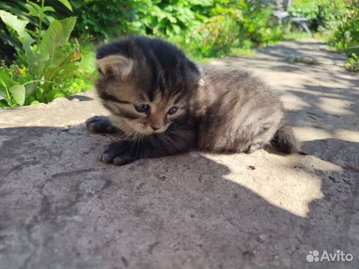 Котенок мальчик вислоухий