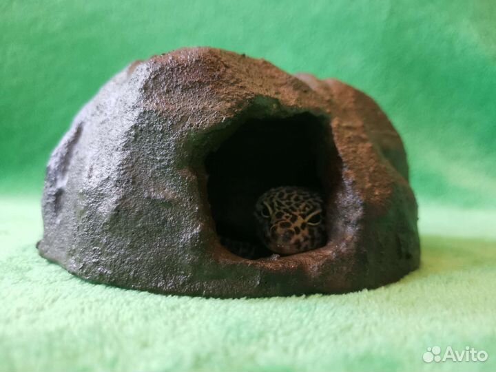 Укрытие домик влажная камера для эублефара