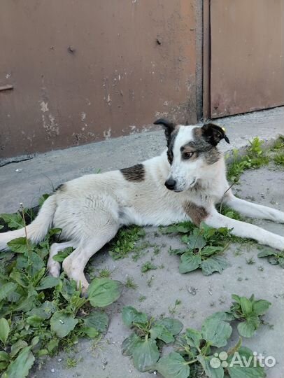 Собаки