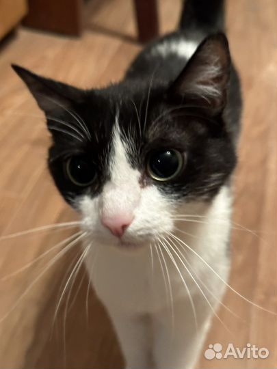 Кошка в дар