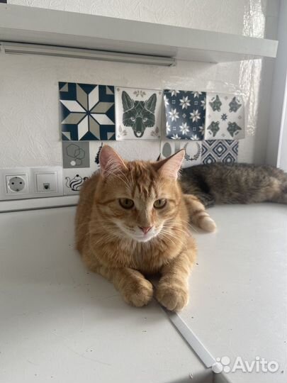 Котик кошка котенок рыжик пушистик в дар