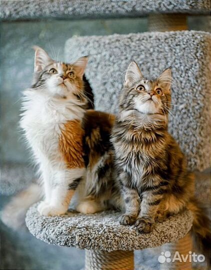 Мейн-кун котенок кошечка