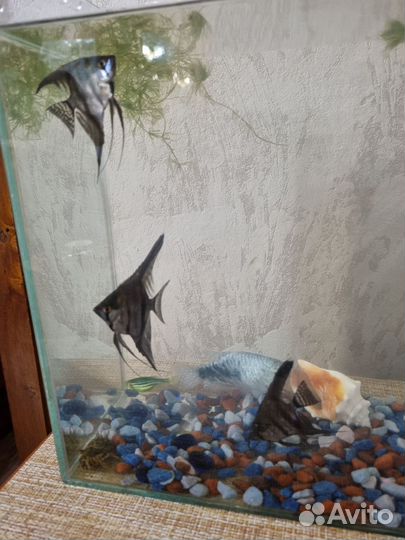 Аквариум с рыбками,насос