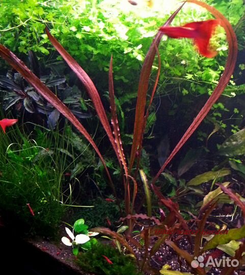 Аквариумные растения