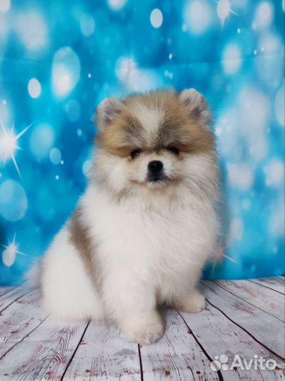 Щенки шпица