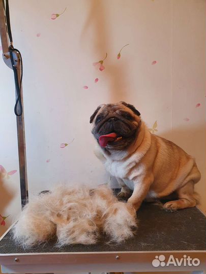 Стрижка собак