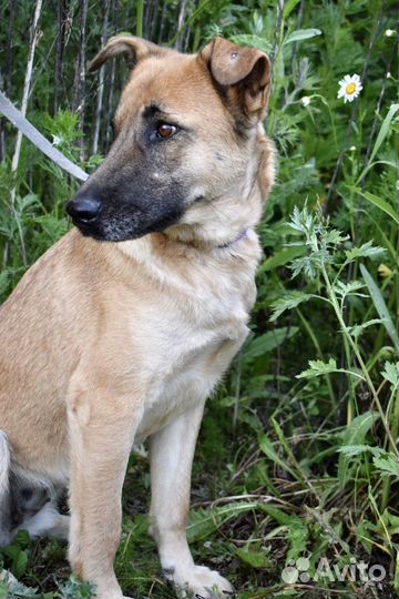 Собачка девочка Рейна 1,5 года ищет семью