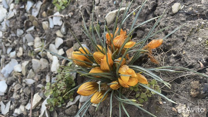 Цветы крокусы