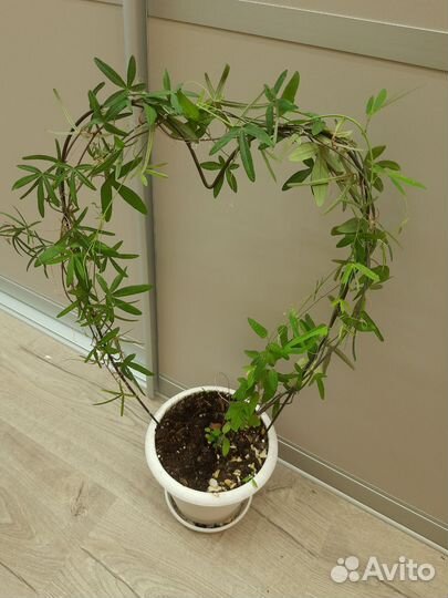 Пассифлора