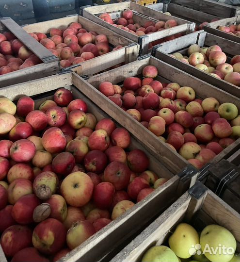 Яблоки домашние