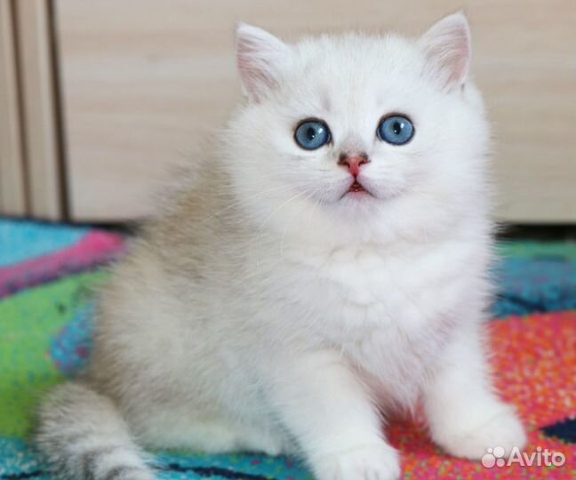 Очаровательный мальчик британской шиншиллы