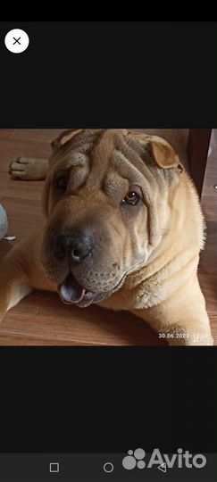 Собака шарпей