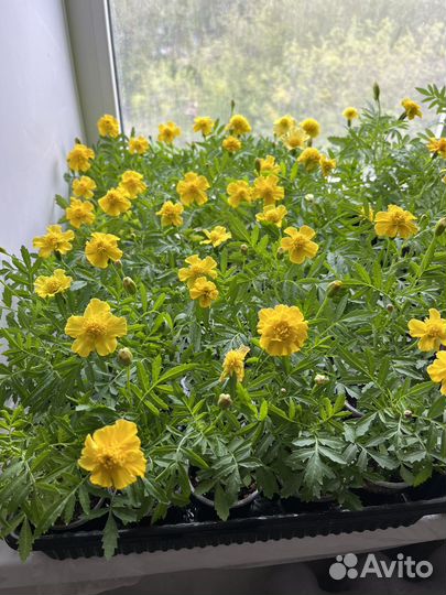 Рассада бархатцев