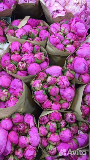 Пионы цветы букет Москва доставка цветочный магази