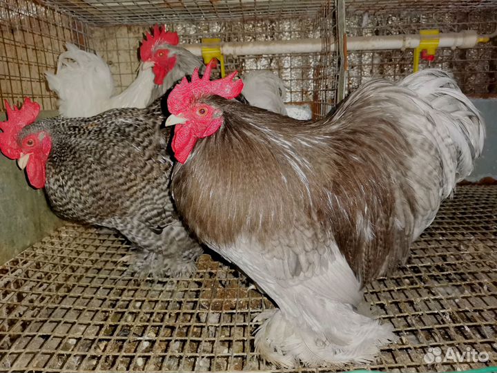 Куры Кохинхины карликовые