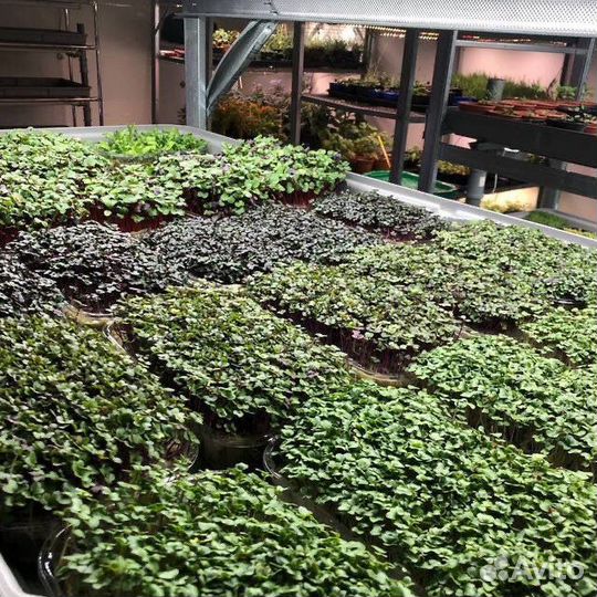 Открой бизнес на зелени и микрозелени