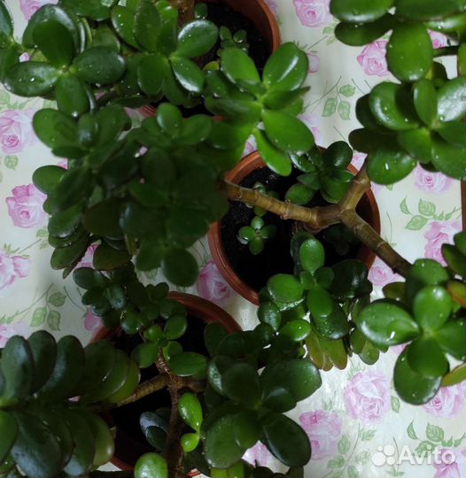 Денежное дерево