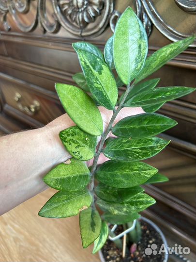 Замиокулькас вариегатный сегменты для укоренения