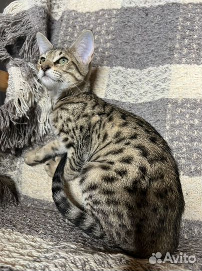 Саванна Ф5 SBT