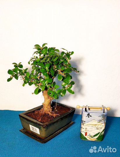 Бонсай цветущий